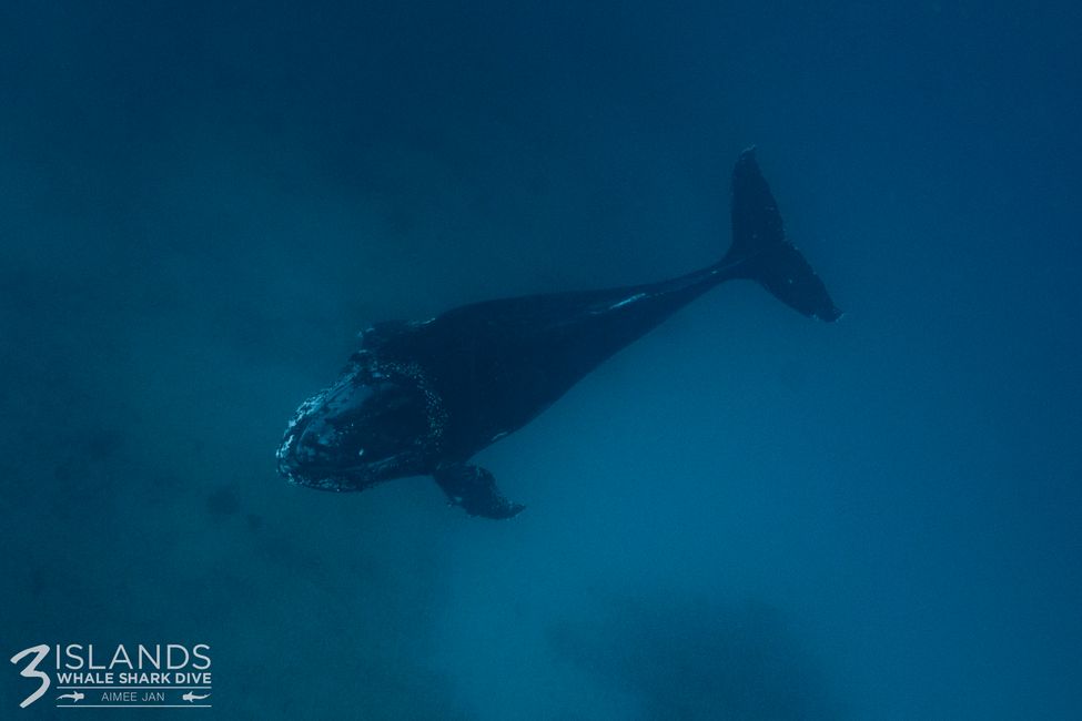 Snorkeling with Humpback Whale / Humpback whale swim