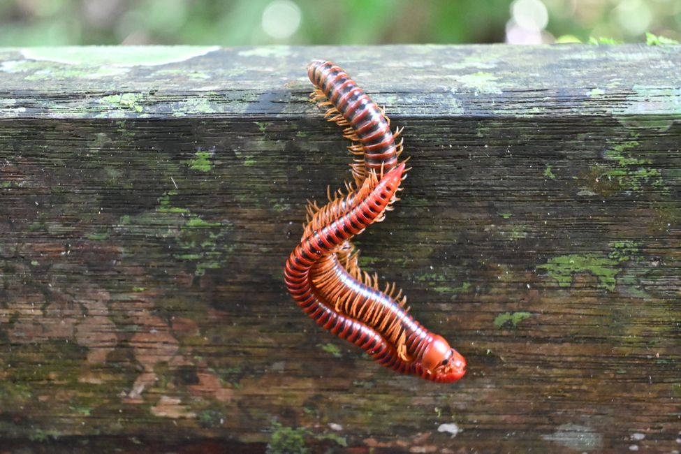 Parc National de Mulu