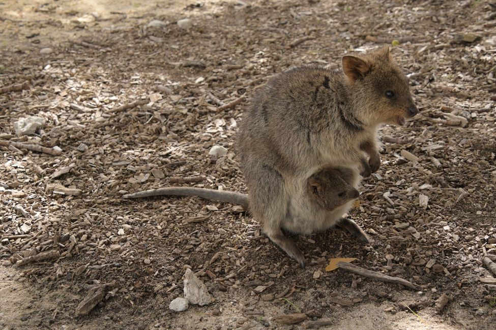 Rottnest Island - Quokkas / Quokkas