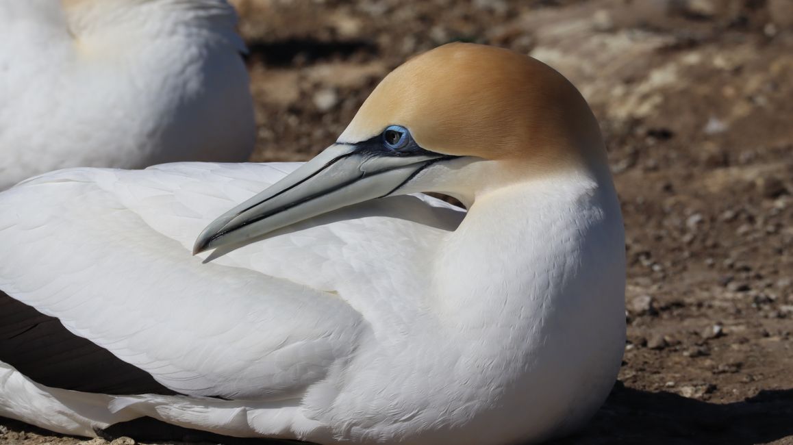 Basstölpelkolonie bei Cape Kidnappers - Brutpaare teilen sich die Arbeit beim Nestbau und Eier pflege, sie brüten immer nur ein Ei aus