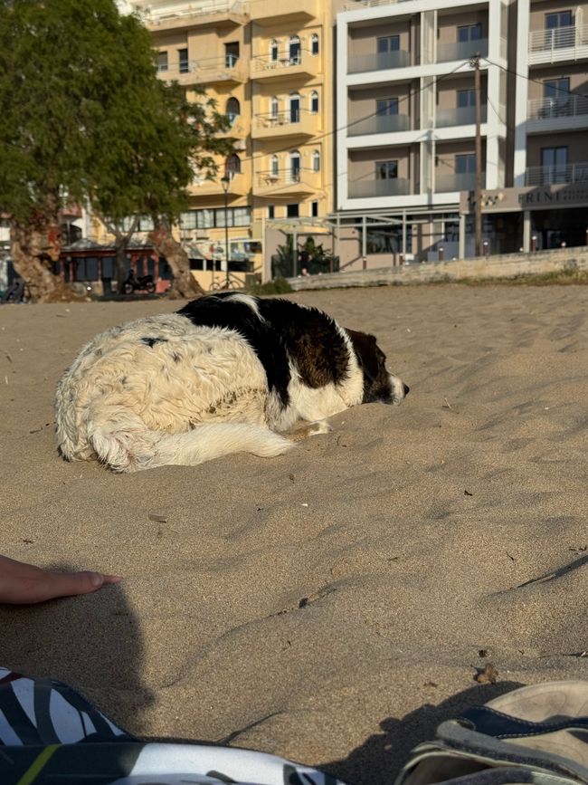 Chien de rue à la plage 