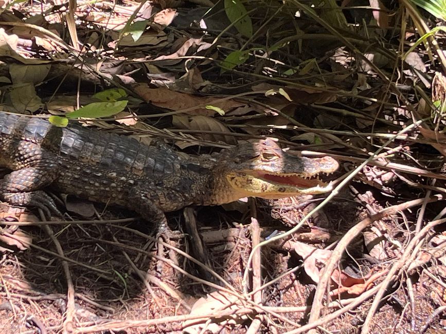 Tortuguero Nationalpark - per Boot ins Hotel Mawamba Lodge