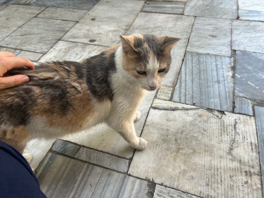 Katzen der Akropolis
