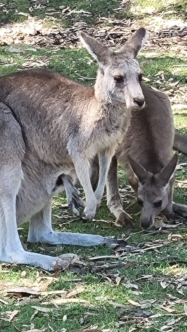 Wiedersehen in Adelaide, 11. und 12.01.25