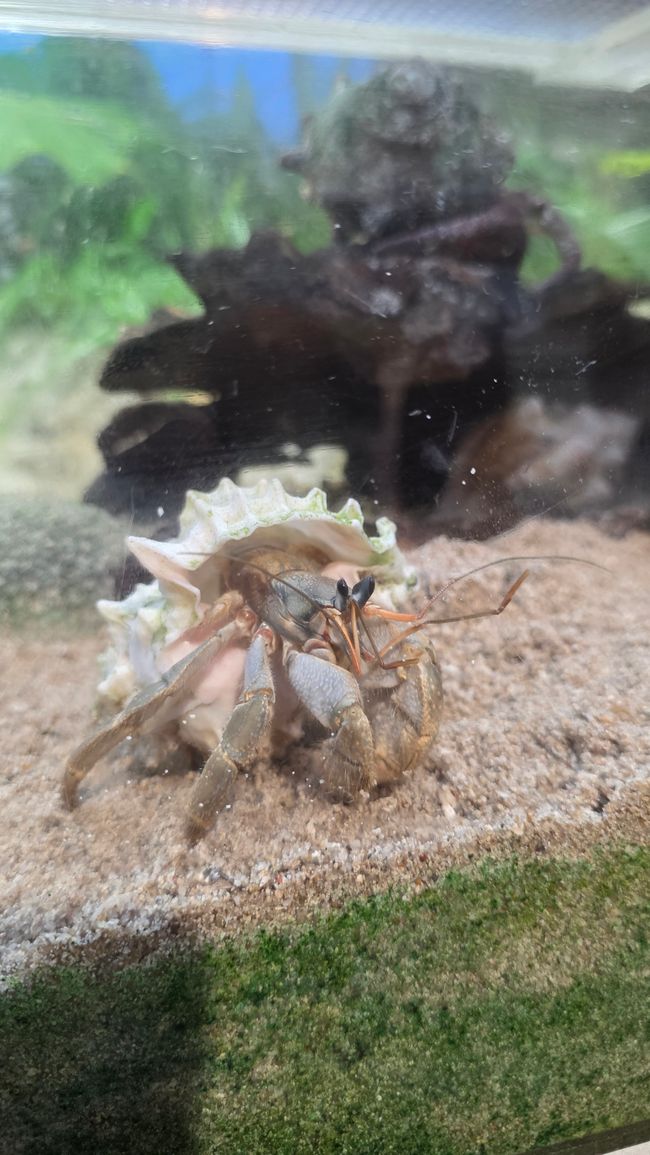 Okinawa Nuchi du takara (Life is the very thing we treasure)