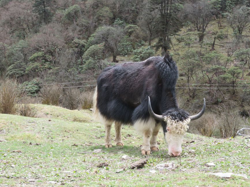Nicht nur in rein Schwarz: Yaks