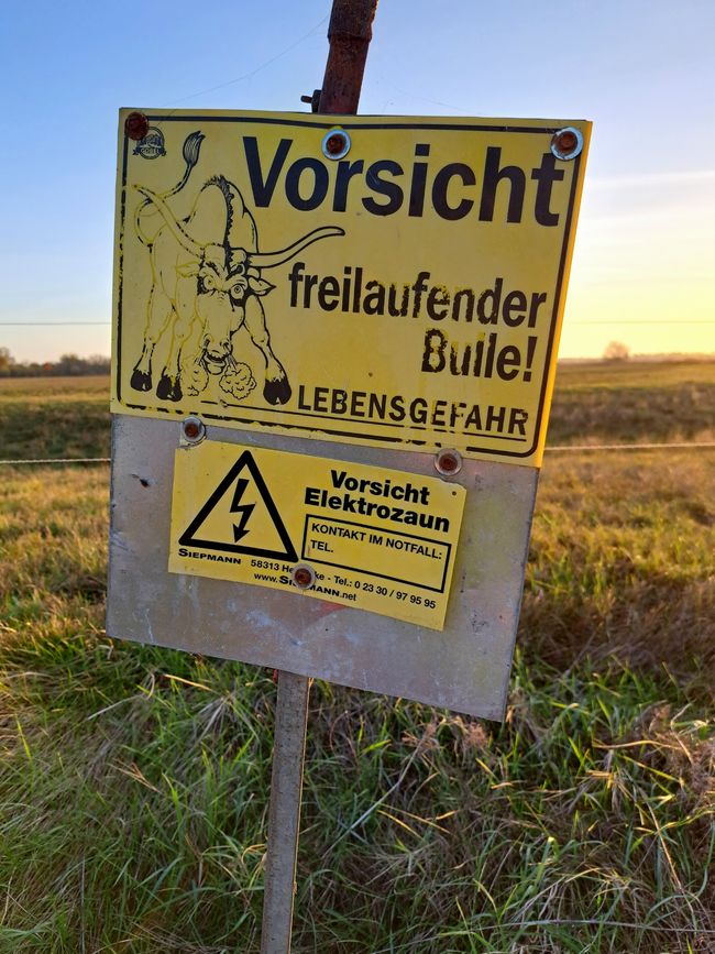 Bei den Flamingos des Nordens