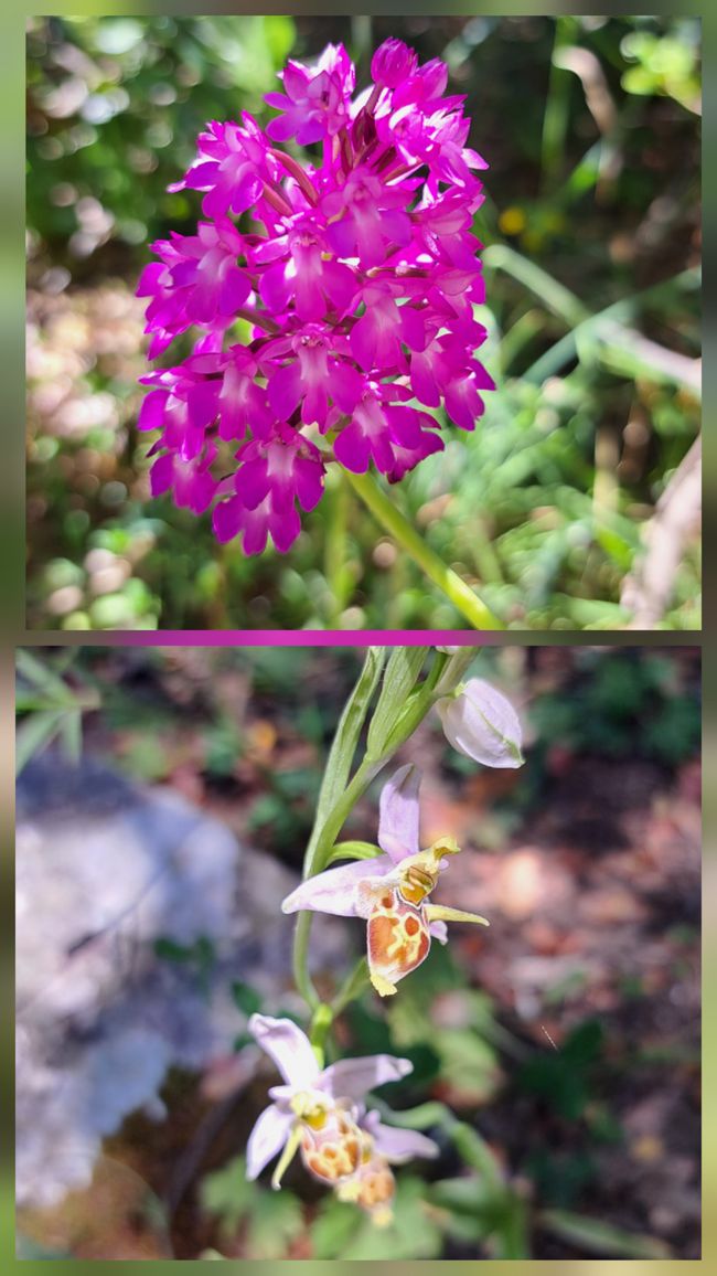 Orchideen am Wegesrand: Pyramiden Knabenkraut und Schnepfen Ragwurz