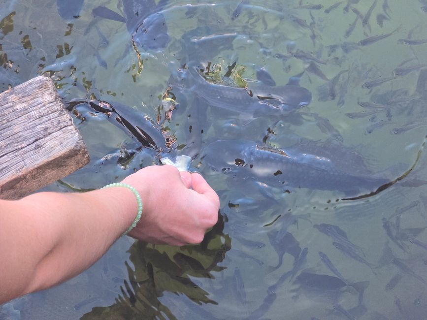 Langkawi - Reif für die Insel!
