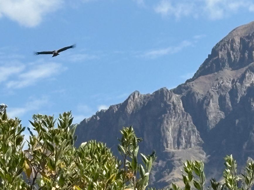Perù_2025 - Giorno 9: Canyon del Colca e Croce del Condor