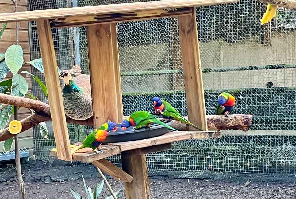 Tag 24 - Zoo von Martinique - Sainte-Marie mit Insel und Tombolo