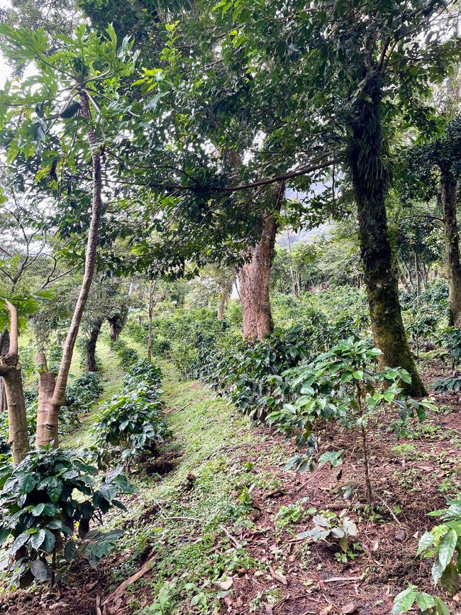 La Selva Negra - eine ökologisch geführte Kaffeefarm