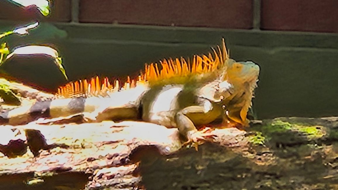 (Oranger) Grüner Iguana Leguan