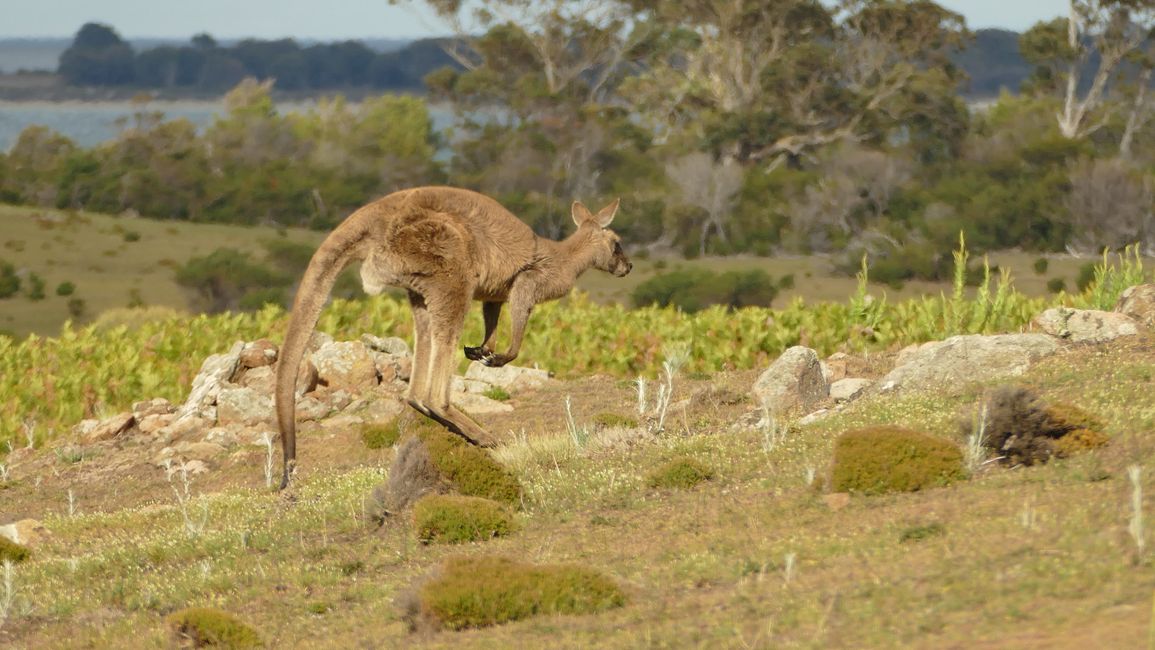 - Singapur & Tasmania 2019 -