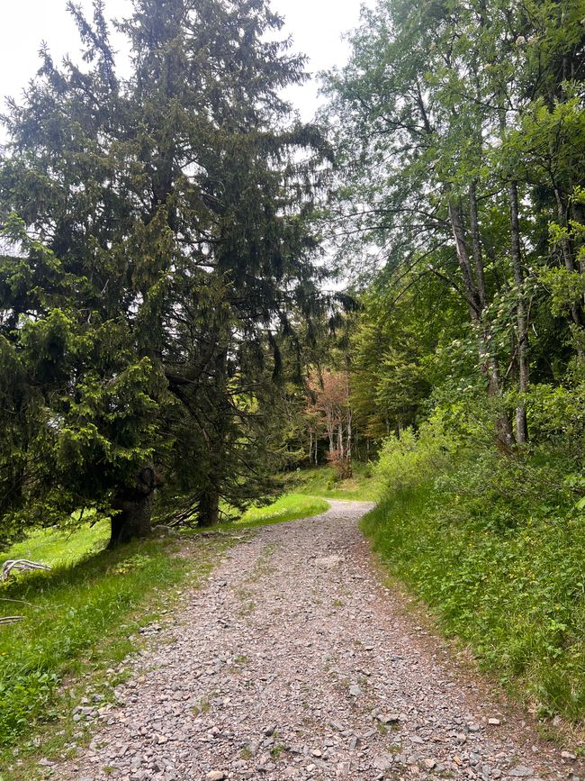 26 Feldbergsteig Escursione Pro Wolermoos