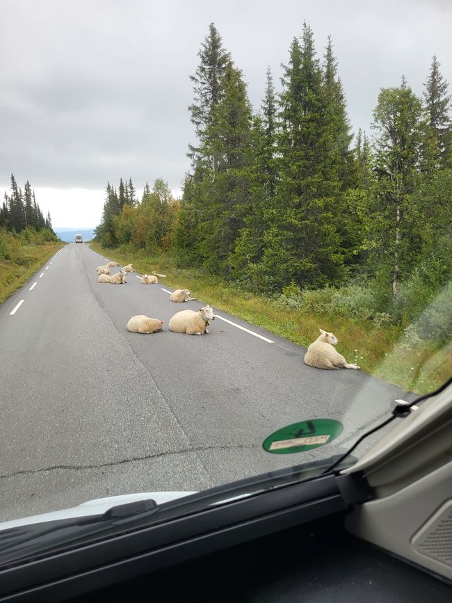 Etiqueta 12 - de Bakka a Vågåmo a través del Parque Nacional Jotunheimen