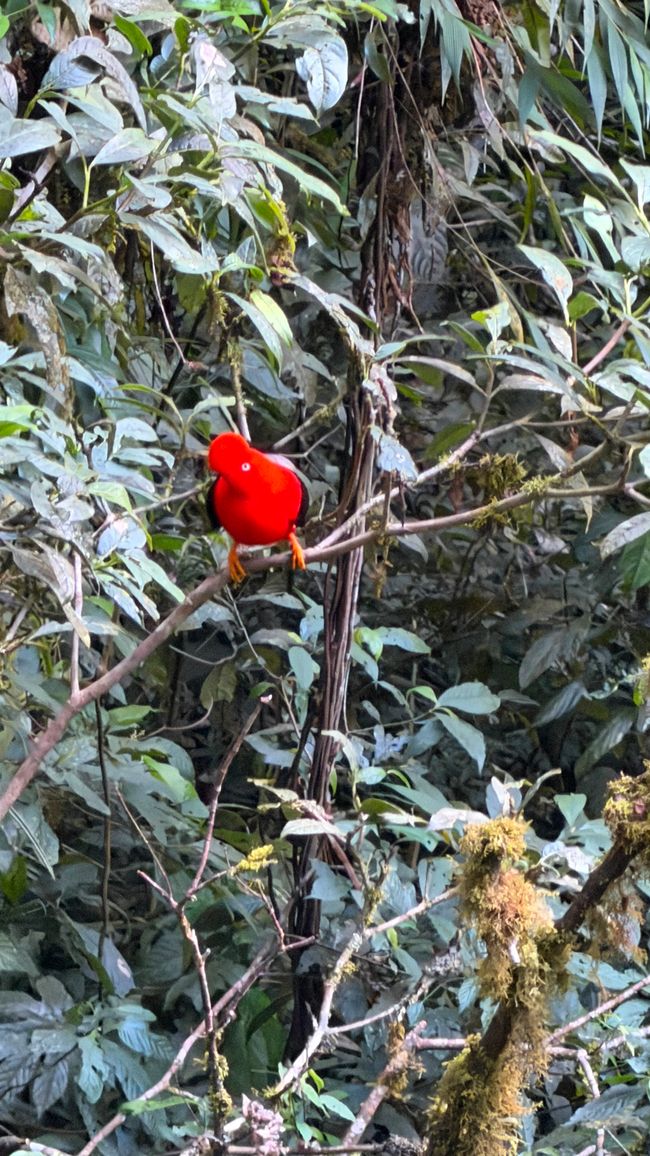 Von der Inkastadt zum Weltnaturerbe Manu Nationalpark