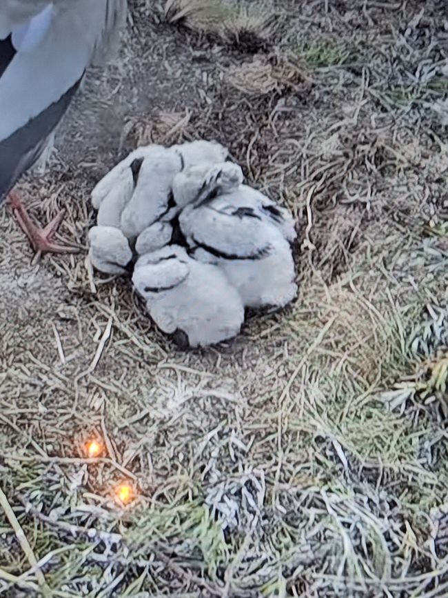Darüberliegendem Storchennest