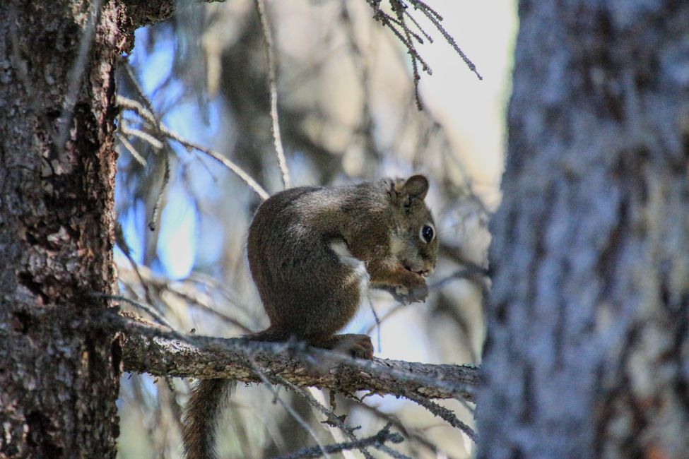 Campsite Squirrel