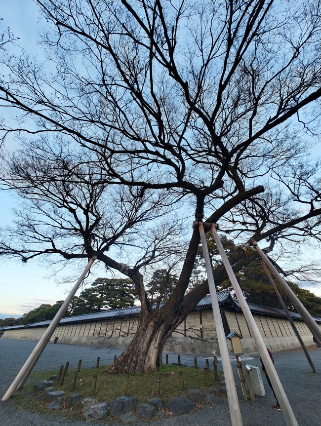 Au revoir Osaka, Bonjour Kyoto