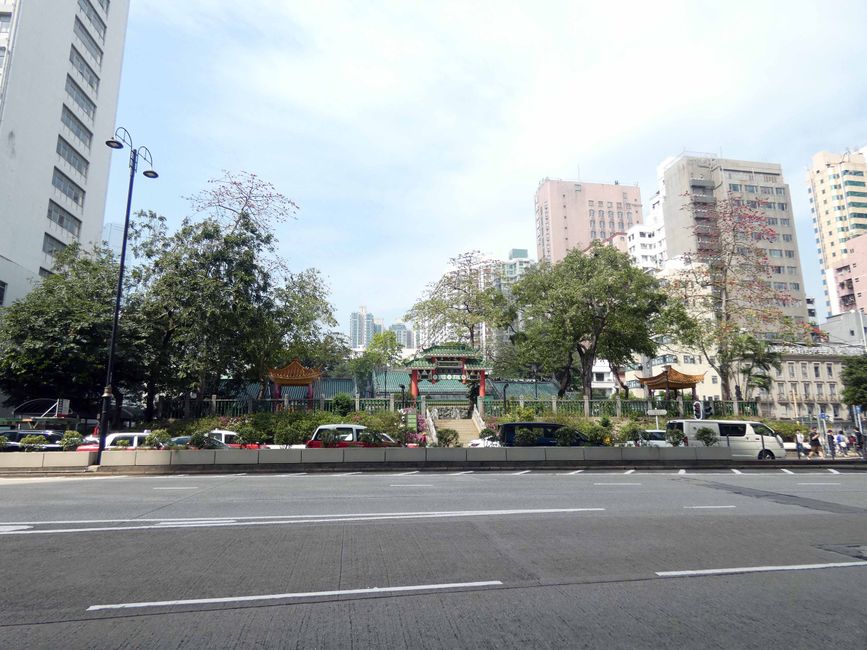 Árboles floreciendo en el parque