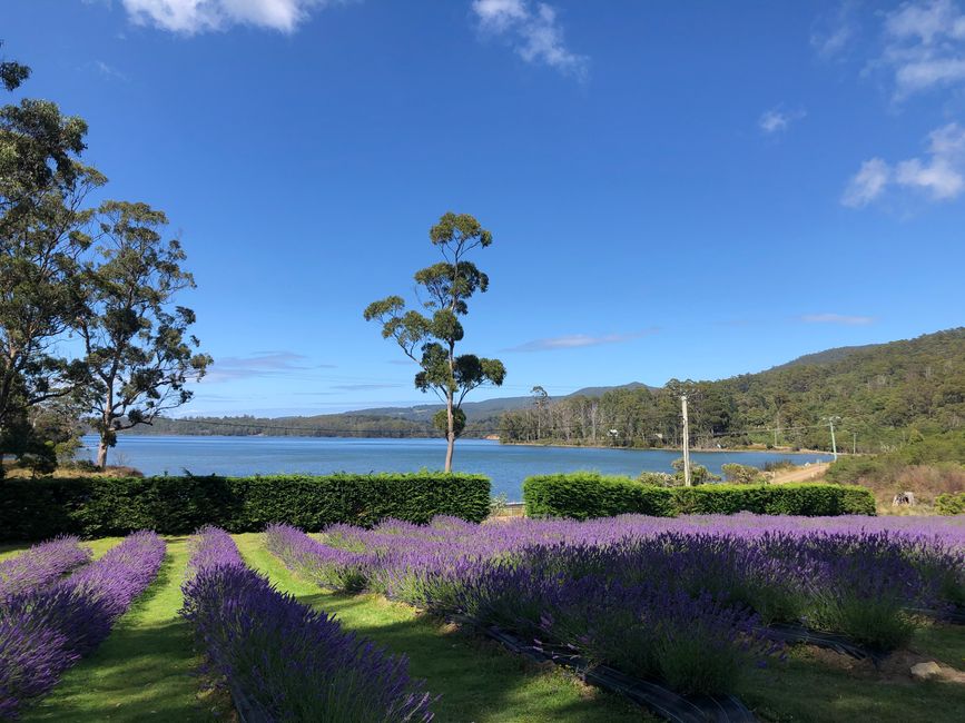 Lavendel mit grün/blauem Farbkontrast