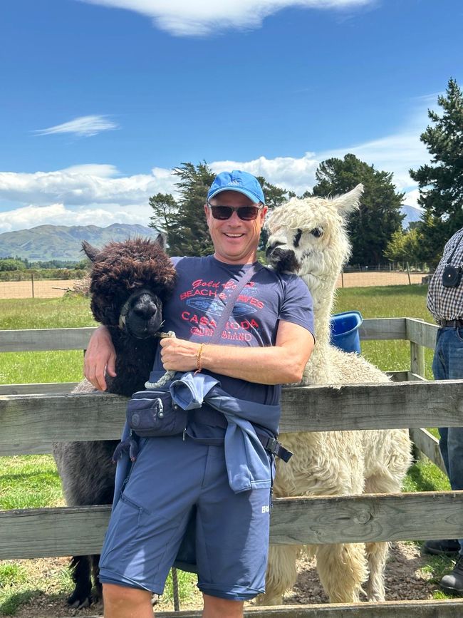 Alpagas et moi 🦙