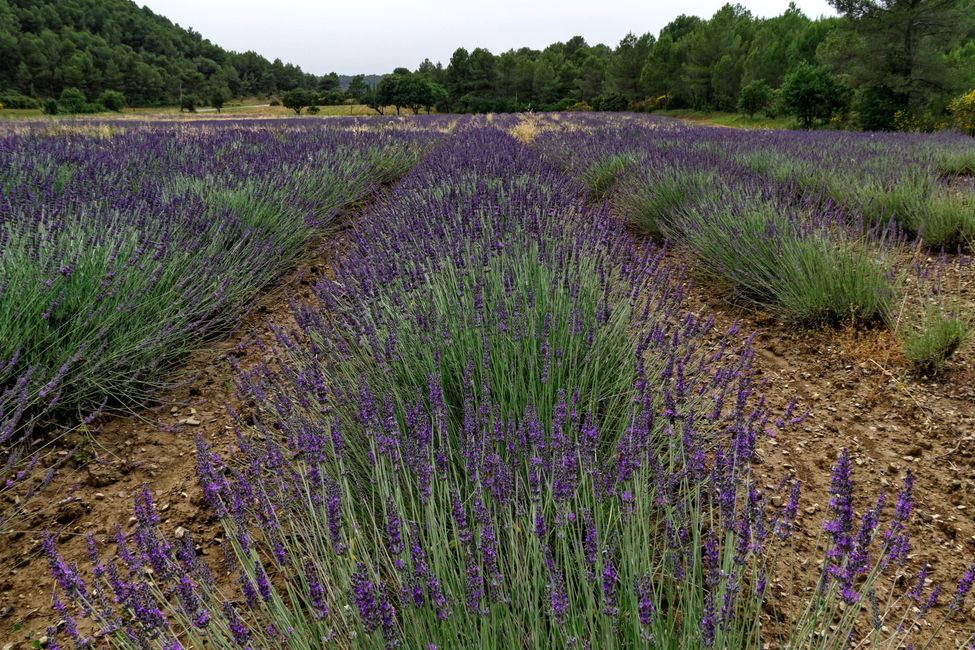 Blooming lavender and Picasso