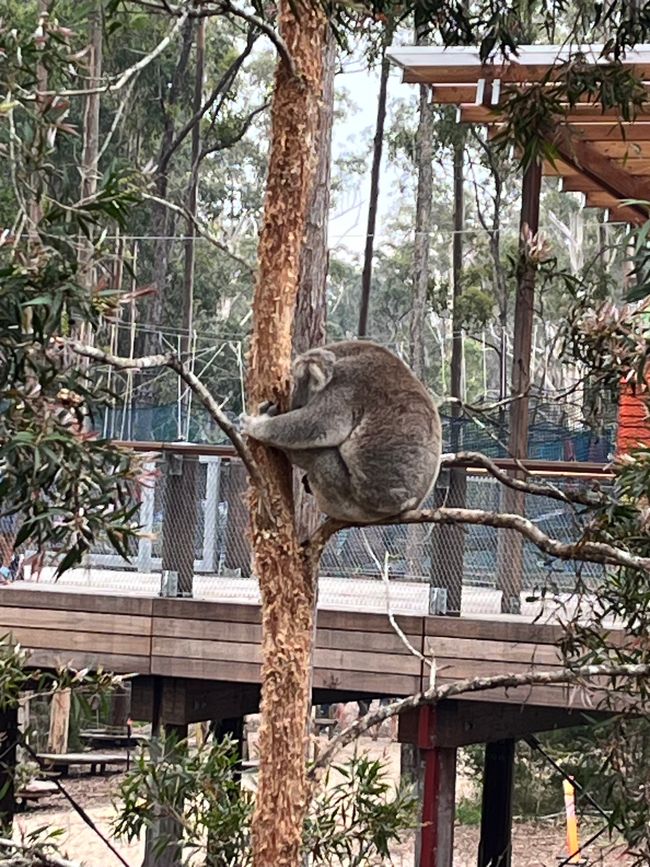 See ya Australia!