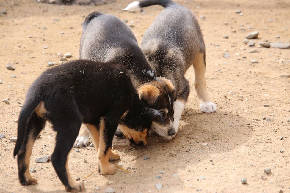 Day 21: Around Whitehorse: Husky Puppies, Emerald Lake & the smallest desert in the world