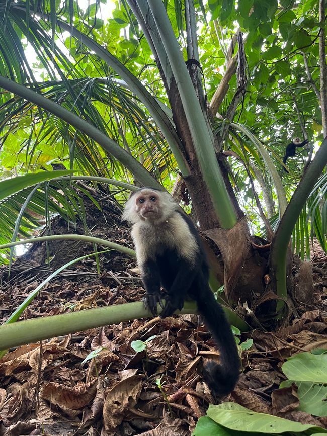 Fin de semana en Puerto Viejo