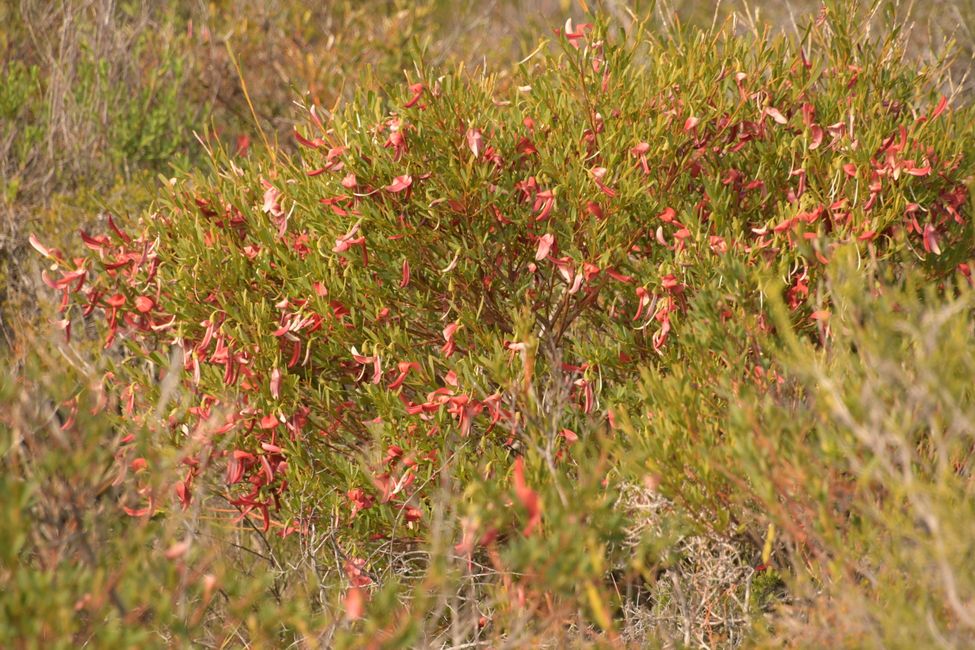 Nambung NP - Cockies Tongue / Hahnenzunge