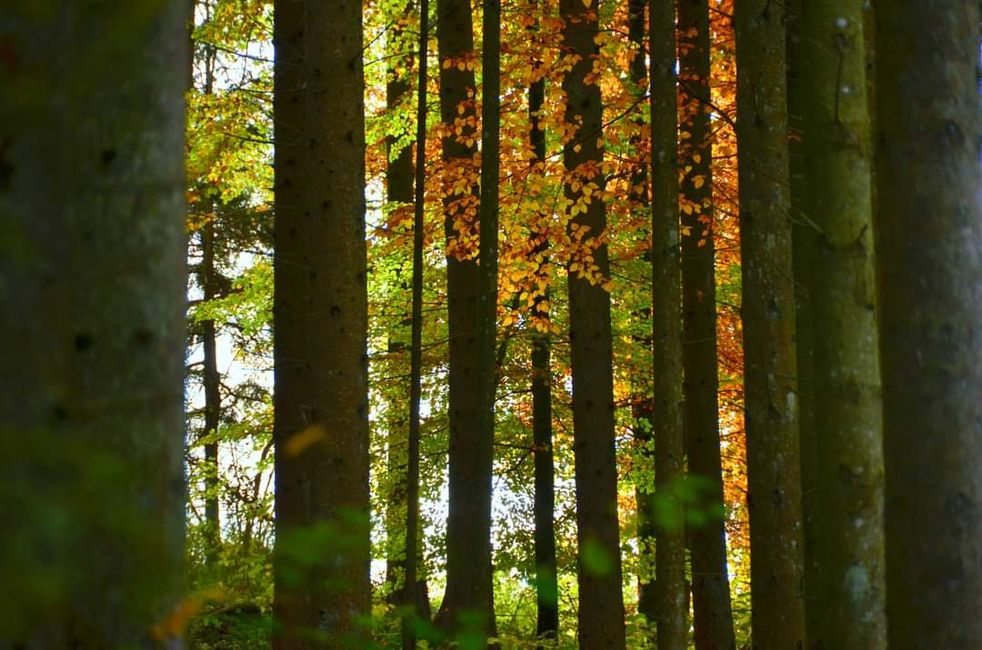 Senderismo de otoño en el Wutachschlucht: rojo, amarillo, naranja... ¡y tú en medio!