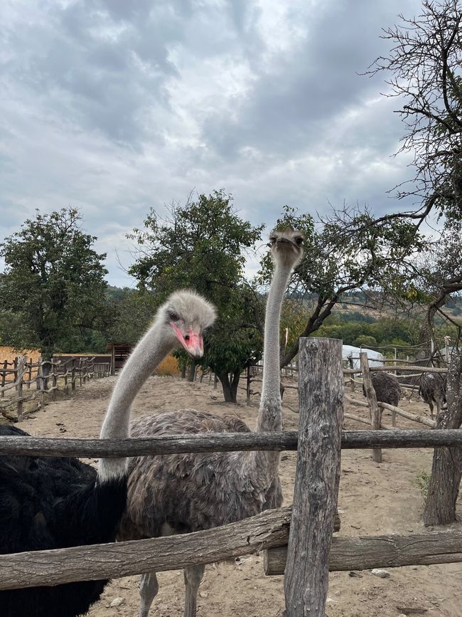 Nature, animaux et solidarité : notre excursion à « Royal Lavendel » à Florești