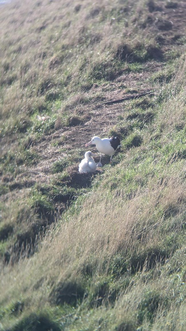 Male albatross feeding its chick