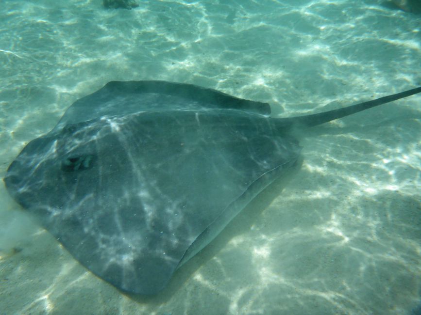 Mo orea