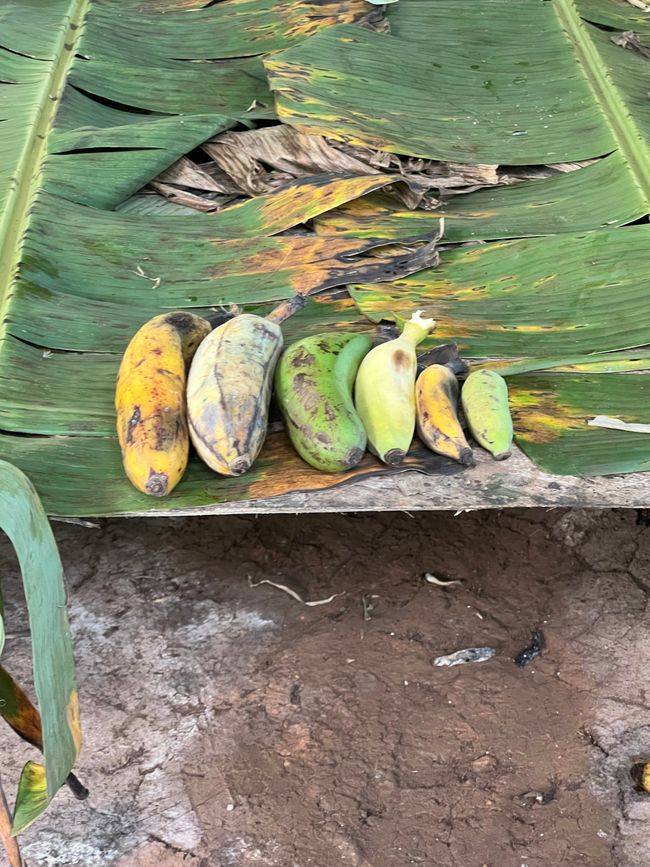Reise zu den Turaco Tree Tops