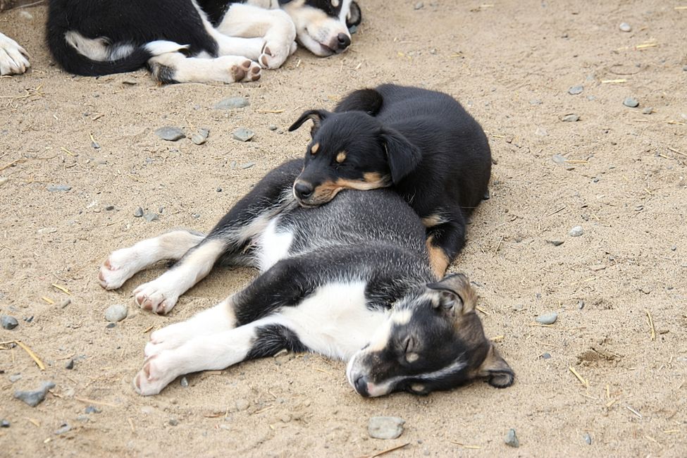 Etiqueta 21: Alrededor de Whitehorse: Cachorros de husky, Lago Esmeralda y el desierto más pequeño del mundo