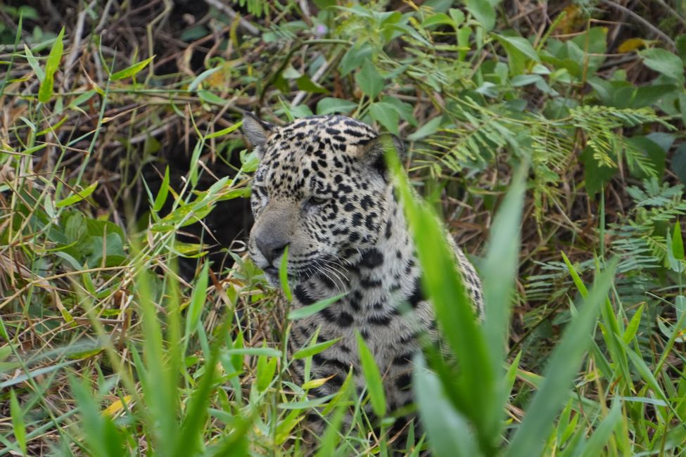 Jaguare en Porto Jofre