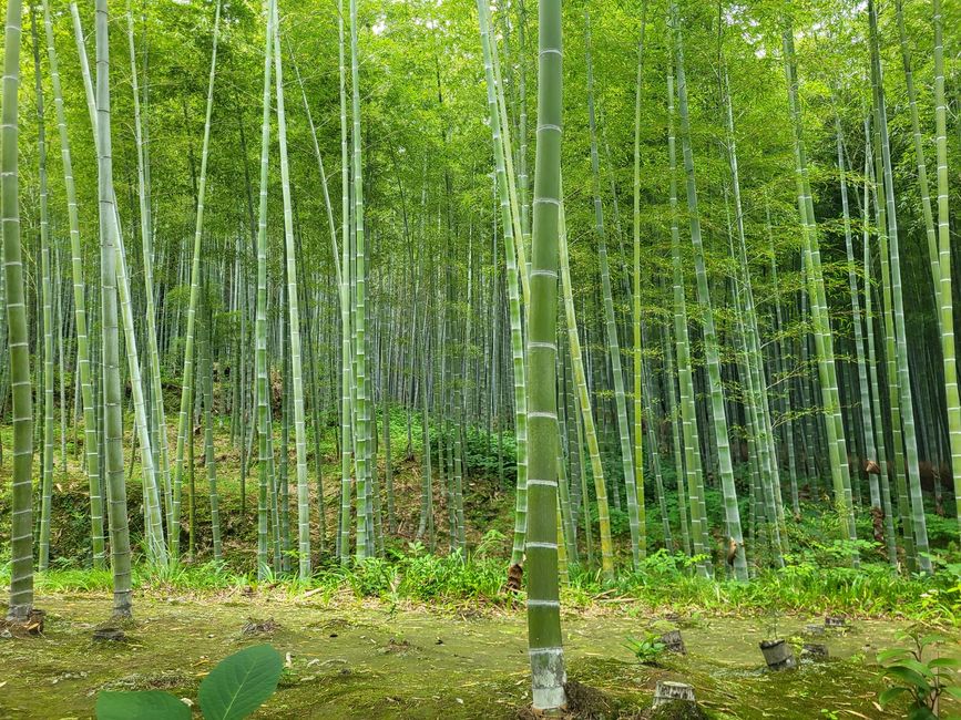 Tag 5 - Byebye Osaka - Hello Kyoto