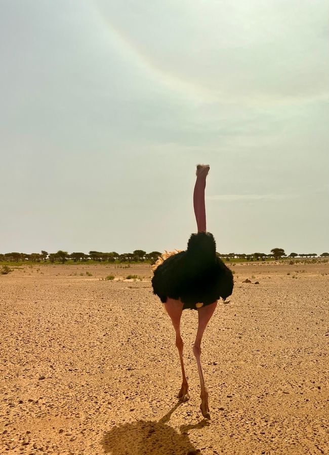 Here with an ostrich in mating or attack mode - we weren't so sure