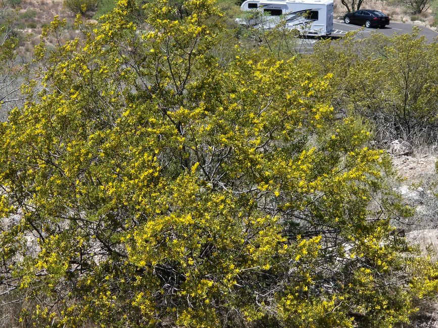 Fioriscono anche in paesaggi aridi