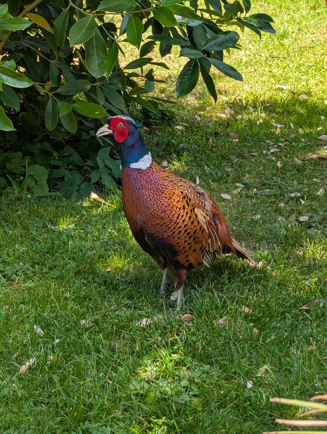Ludwigsburg ● Blühender Barock Garten