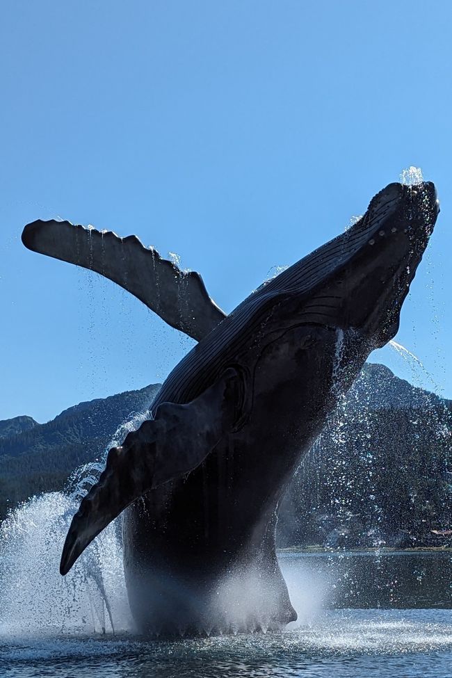 Etiqueta 24: Viaje a Juneau: Erupción de glaciares y 20.000 turistas