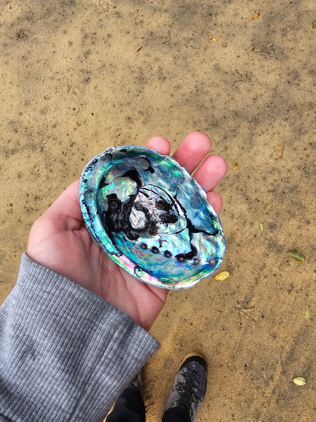 Paua shell