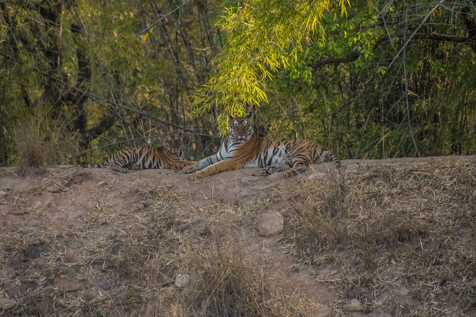 Tiger in Bandhavgarh