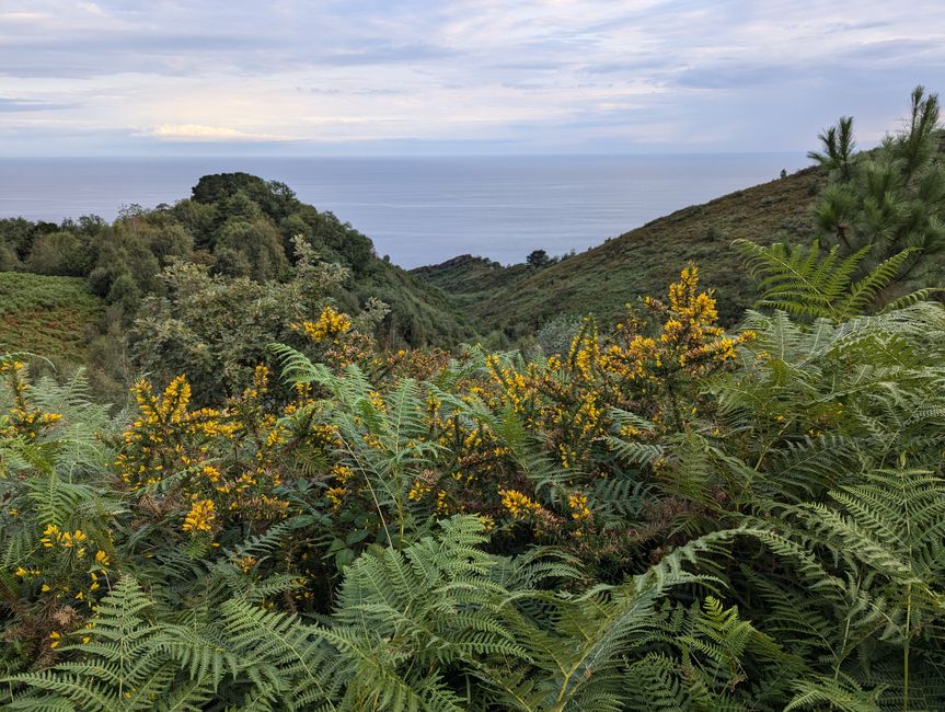 Die Straße der Ölsardinen (Camino del Norte 2)