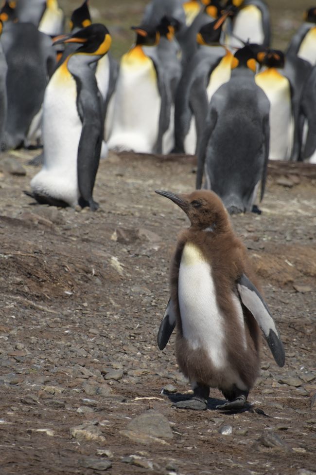 Königspinguine / King penguins