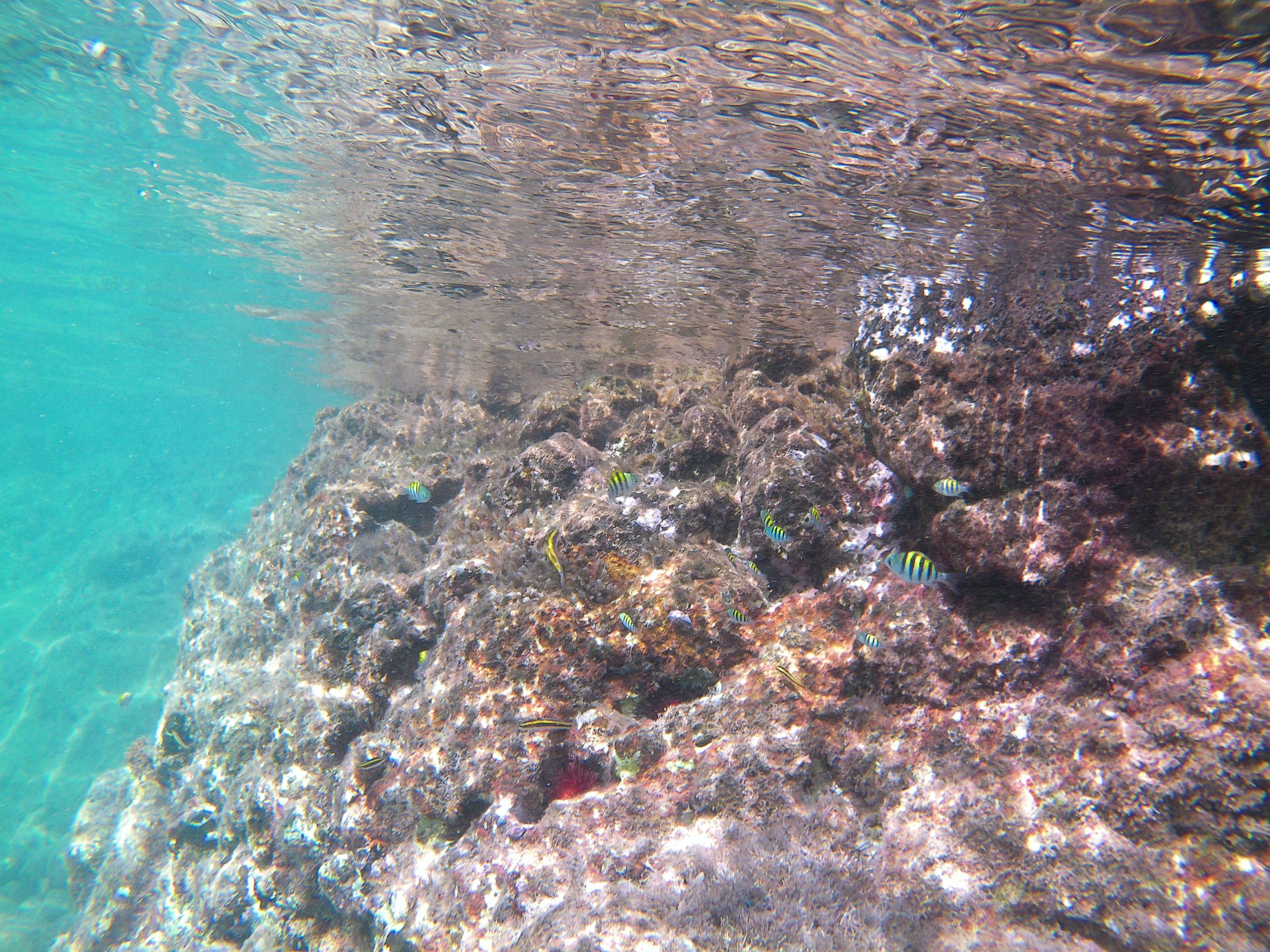 Plongée en apnée devant Union Island