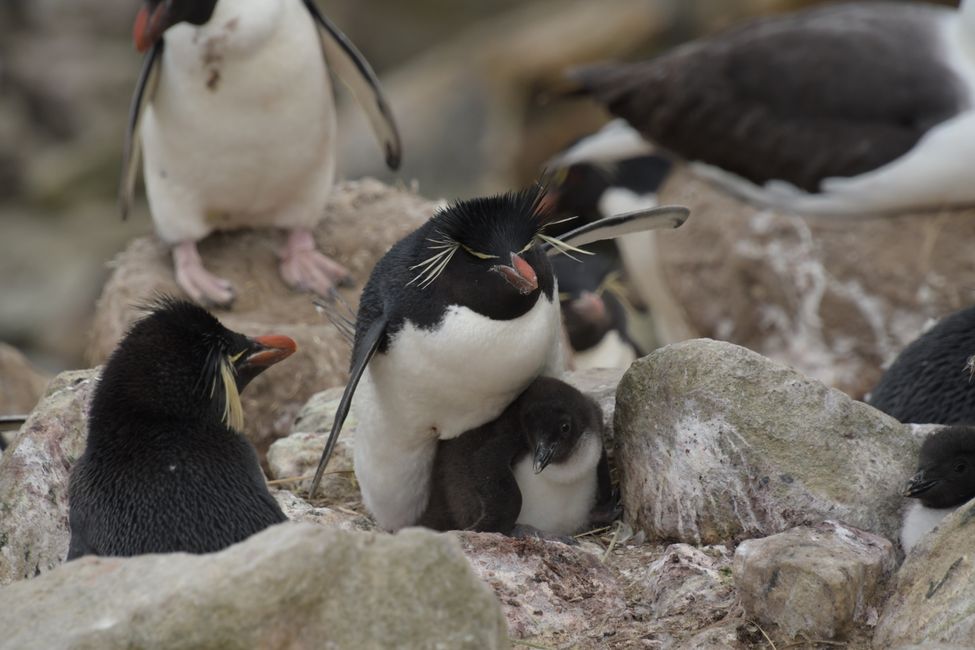 Felsenpinguine / Rockhopper penguins